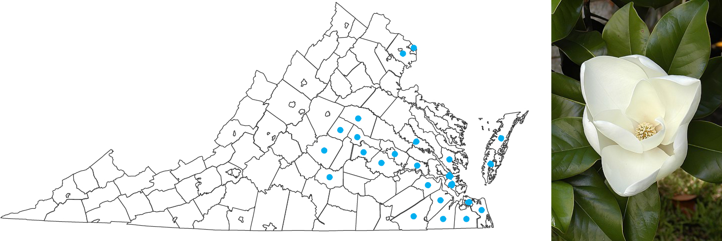 A map of virginia with blue dots in some of the counties on the right side to show plant range. To the right is a photograph of a white flower with wide curved petals, similar to a rose, with a yellow center.