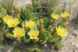 A photograph. A cluster of green cactuses that are flowering with yellow papery flowers. Each has six petals and a smaller cluster of petals in the center with a white center.