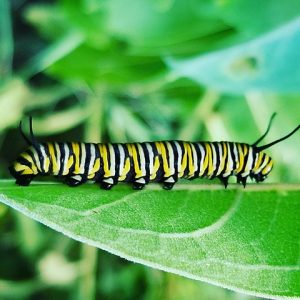 A photograph of a caterpillar is yellow with white and black striations, two black antennae on the had and two false black antennae on the rear, it has several black stubby feet.