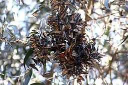 A photograph showing a cluster of monarch butterflies that have darkened almost brown wings on a branch of a tree.