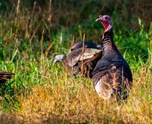 A photograph of two wild turkeys. They are medium to large sized birds with black and brown coloring with a red wattle. They are in a mixed-hardwood area with tall grasses.