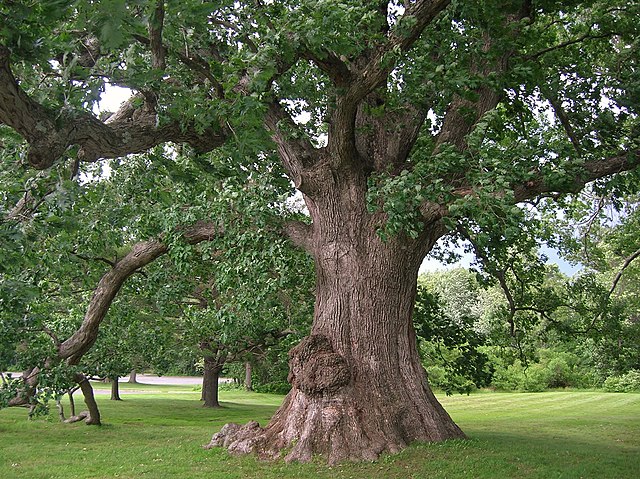 A photograph. A large white oak tree with many large long branches with green leaves. The tree is located in a mowed grassy area.