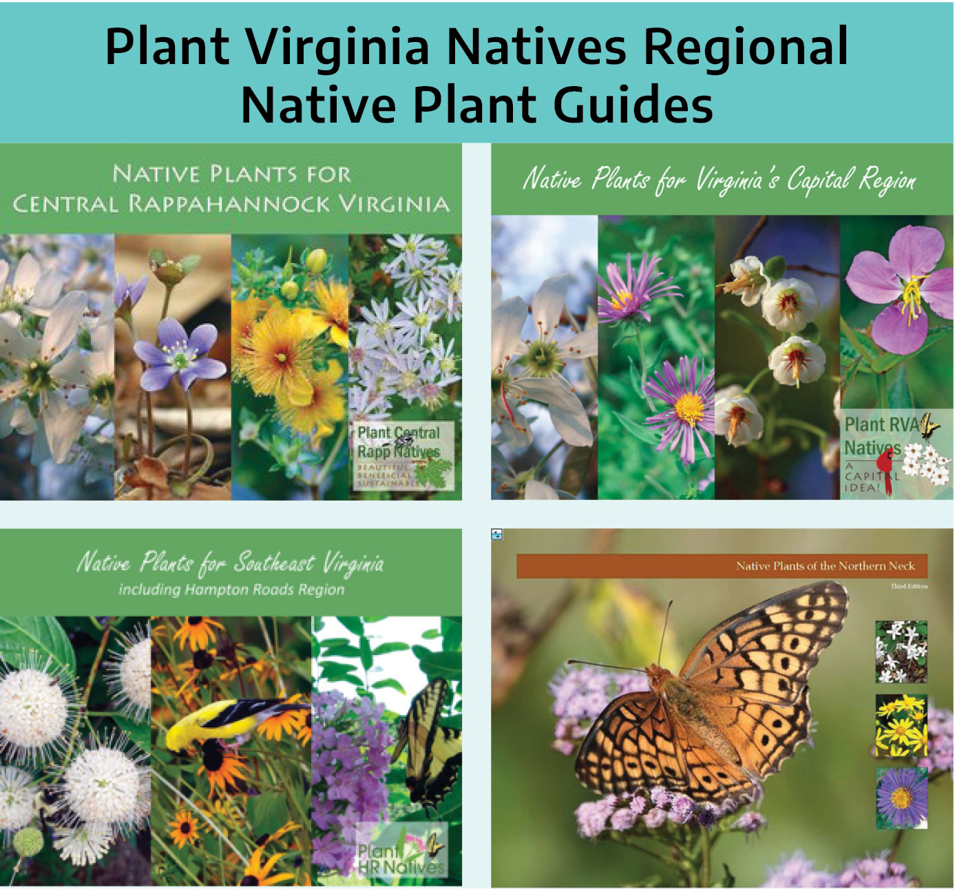 Four photographs. The first is titled "native plants for central Rappahannock Virginia"; showing small white flowers, purple flowers with white center, yellow papery flowers with a reddish center, and a cluster of white flowers with yellow center. The second is titled "native plants for Virginia's capitol region"; showing a white flower that is star shaped with a darker colored center, small feathery purple flowers with a white center, small white papery flowers with a reddish and yellow center, a small purple flower with a yellow center. The third is titled "native plants for southest virginia"; showing a white fluffy flower, yellow flowers with a brown center, and a cluster of small purple flowers with a yellow and black butterfly. The fourth is showing a brownish orange butterfly with black patterns throughout the wings and is set on small purple flowers.