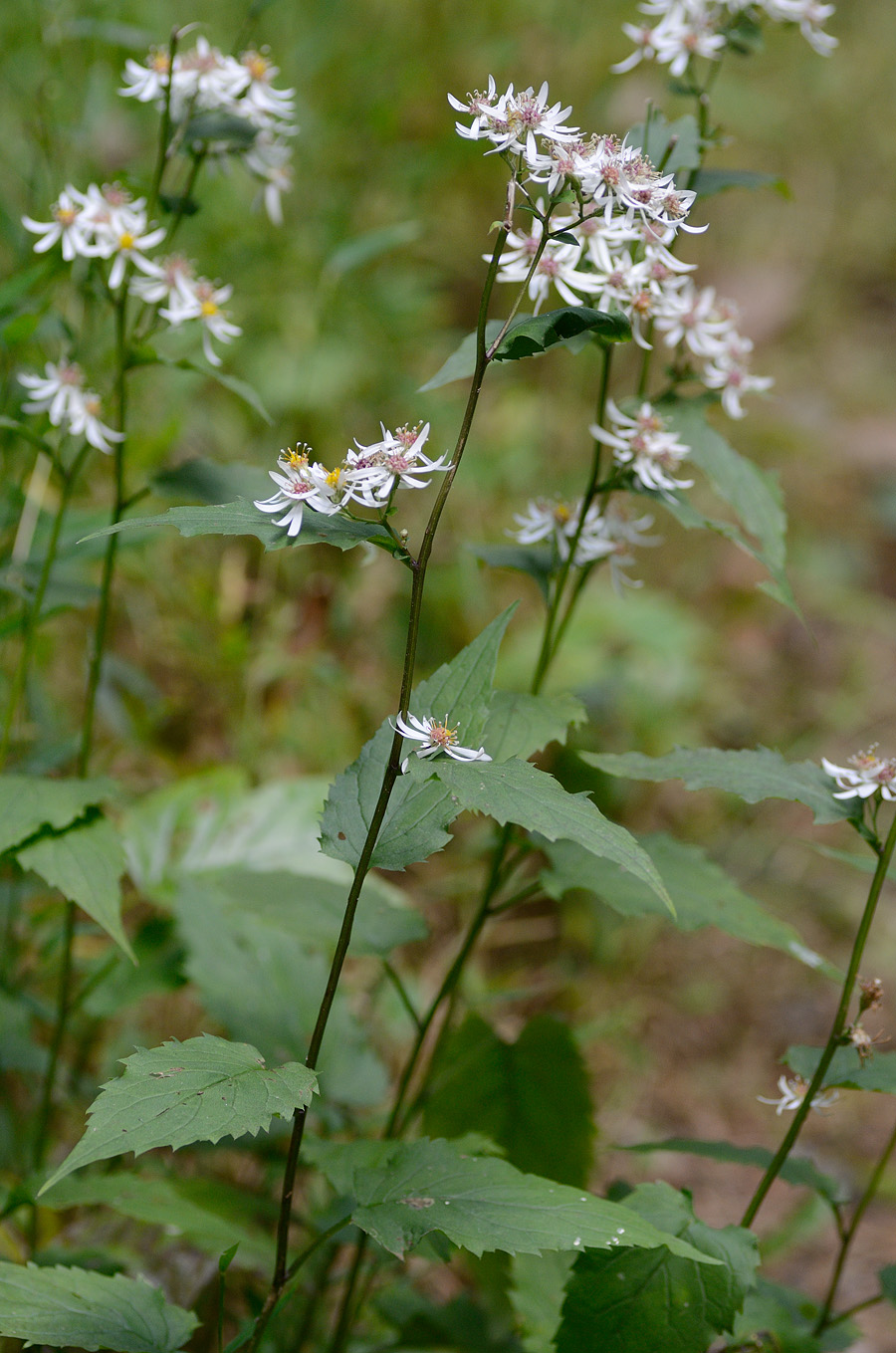 Chapter 19: Virginia Native Plants – Virginia Cooperative Extension ...