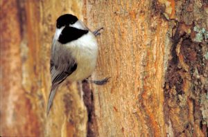 A photograph of a bird. The bird has a black marking on the top of the had and underneath the chin; white markings along each side of the head that goes to the eyes; whiteish belly and black and gray markings on its back. The bird is perched on the side of a tree trunk.