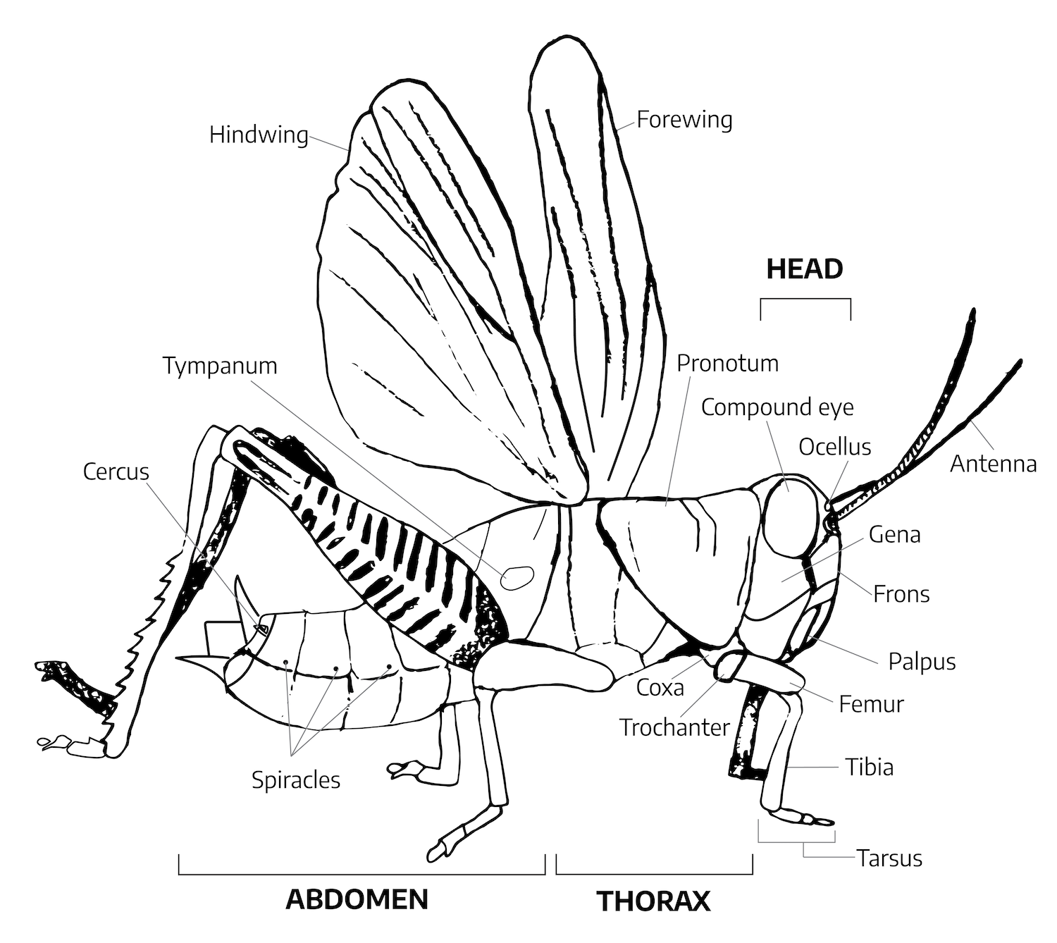 A diagram of an insect (grasshopper), containing two pairs of small legs and one pair of large legs, showing the different parts of its body. Starting at its head is two antenna, two compound eyes, the two head plates, gena and fons, and the mouth, palpus. The thorax contains the protective body covering, pronotum, the coxa and trochanter where the front pair of legs are attached, and the leg itself, femur, tibia, and tarsus. The abdomen contains the forewing and hindwing, the tympanum, the middle part of the protective body, the spiracles, joints on the last part of the protective body, and the circus as the tail; also includes the second pair of small legs and the one pair of large legs.