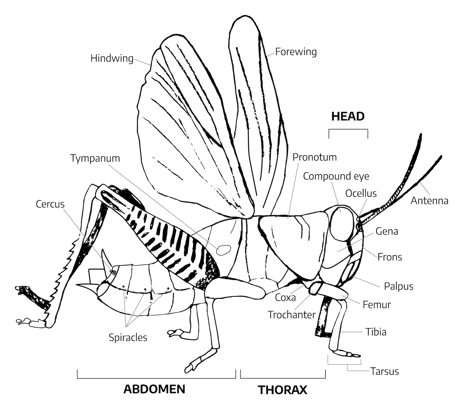 The Hind Wing of Coleoptera (Insecta): Morphology, Nomenclature