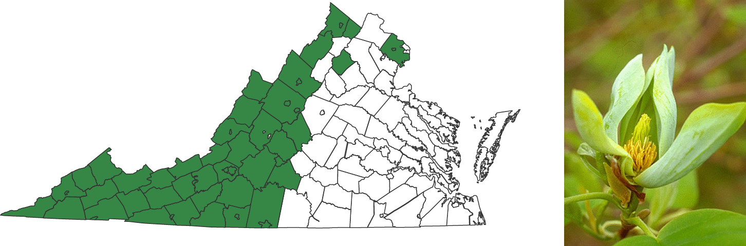 A map of virginia with the left to center of the state's counties highlighted in green showing the plant range. To the right of the map is a photograph of a opening flower that has green sepals and a small yellowish center.
