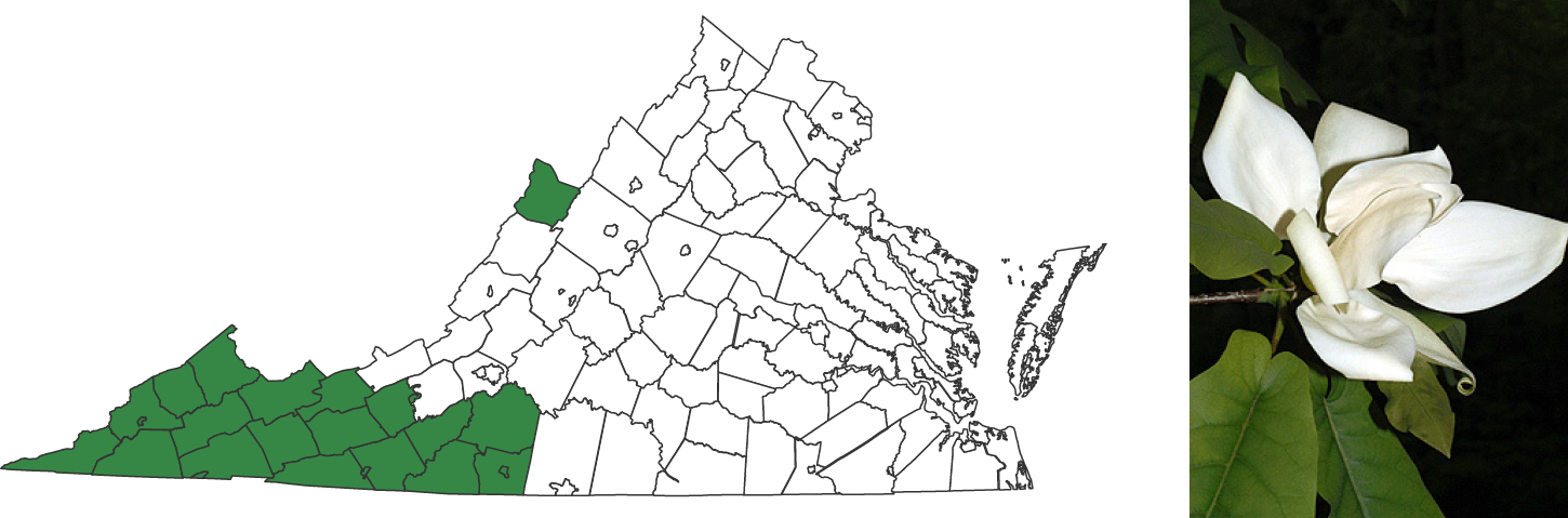 A map of virginia with the lower left portion of the state's counties highlighted to show plant range. To the right is a photograph of a cluster of white petals growing above green leaves.