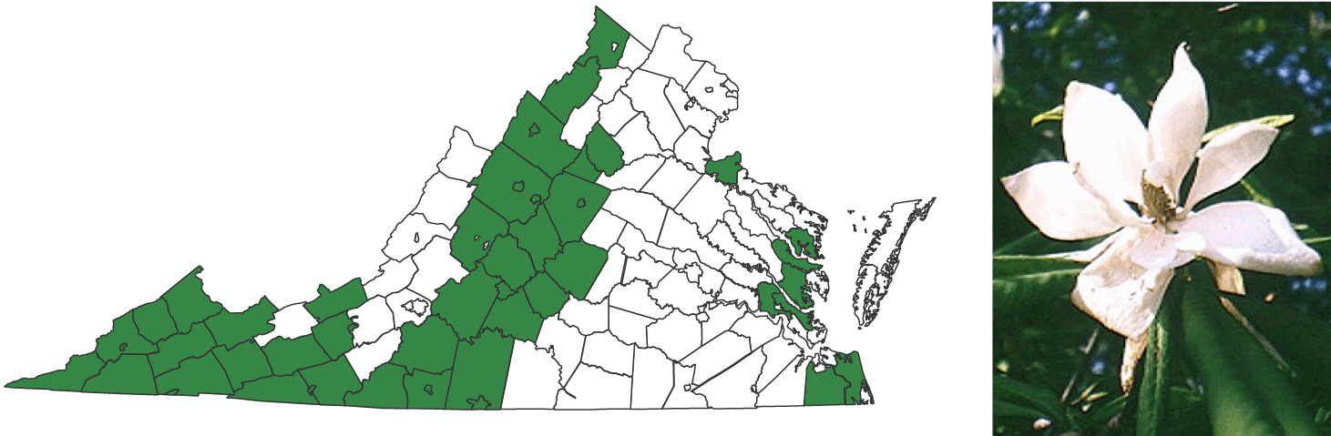 A map of virginia with the lower and left-center portion of the state's counties highlighted to show plant range. To the right is a photograph of a flower with pinkish petals and a brownish-yellow center.
