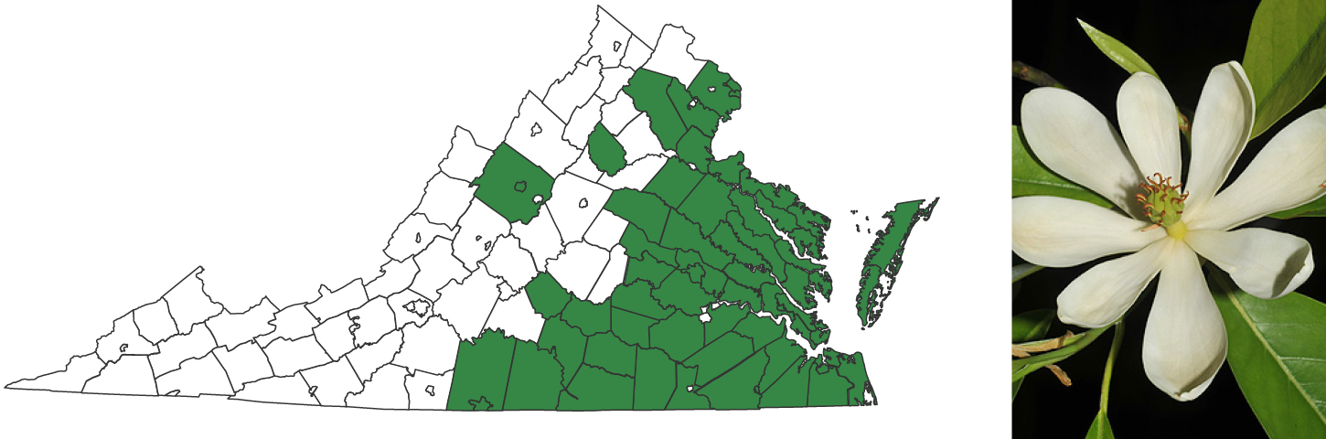 A map of virginia with the right to center side of the state's counties highlighted to show plant range. To the right of the map is a photograph of a white flower with skinnier petals and a yellow center.