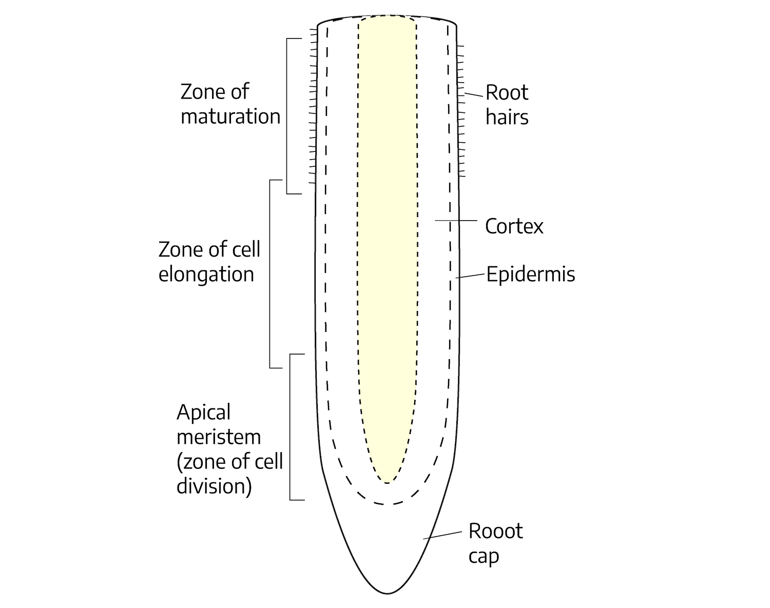 A part of a root tip shaped as an elongated cylinder that comes to a rounded point at the tip. Within the root there are three sections, the inner section, the cortex, and the outer section which is the epidermis. Along the top of the root is the zone of maturation containing root hairs. After this section is the zone of cell elongation, following this is the apical meristem (zone of cell division). At the rounded point of the root is the root cap.