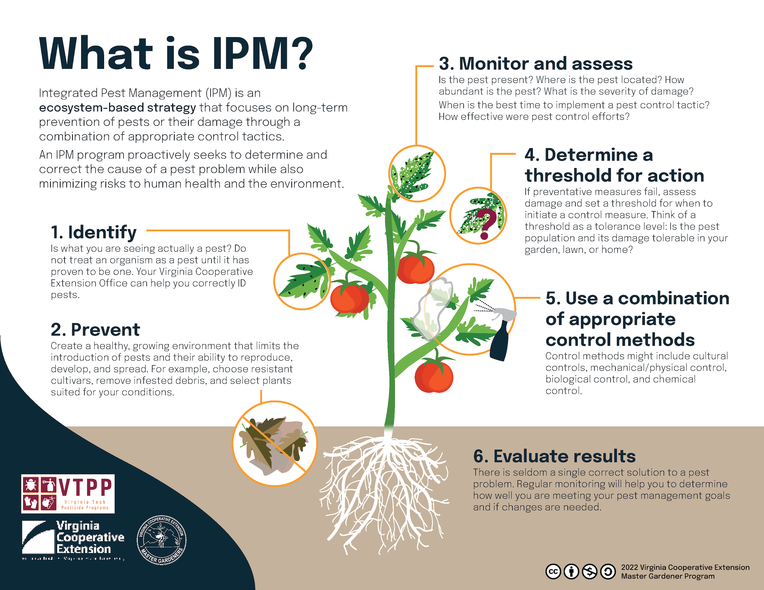A diagram labeled as "What is IPM?" Text reads: An IPM program proactively seeks to determine and correct the cause of a pest problem while also minimizing risks to human health and the environment. There are six steps within the decision process. The focus of the six steps is a cartoon drawing of a tomato plant; showing roots in white, stem and leaves in green with three branches, and one tomato colored in red per branch. Step one is "Identify"; Is what you are seeing actually a pest? Do not treat an organism as a pest until it has proven to be one. Your Virginia Cooperative Extension Office can help you correctly ID pests; this step focuses on a green tomato plant leaf with small black spots. Step two is "Prevent"; Create healthy, growing environment that limits the introduction of pests and their ability to reproduce, develop, and spread. For example, choose resistant cultivars, remove infested debris, and select plants suited for your conditions; this step focuses on a crosses out cartoon drawing of brown,dead leaves. Step three is "Monitor and Assess"; Is the pest present? Where is the pest located? How abundant is the pest? What is the severity of damage? When is the best time to implement a pest control tactic? How effective were pest control effects?; this step focuses on a damaged tomato leaf with black spots and holes in the leaf. Step four is "Determine a threshold for action"; If preventative measures fail assess damage and set a threshold for when to initiate a control measure. Think of a threshold as a tolerance level: is the pest population and its damage tolerable in your garden, lawn, or home?; this step focuses on a damage tomato leaf with black spots and holes covered by a purple question mark. Step five is "Use of combination of appropriate control methods"; control methods might include cultural controls, mechanical/physical control, biological control, and chemical control; this step focuses on a cartoon drawing of the tomato leaves with a spray bottle and white rag showing "cleaning" of the plant. Step six is "Evaluate results"; There is seldom a single correct solution to a pest problem. Regular monitoring will help you to determine how well you are meeting your pest management goals and if changes are needed.