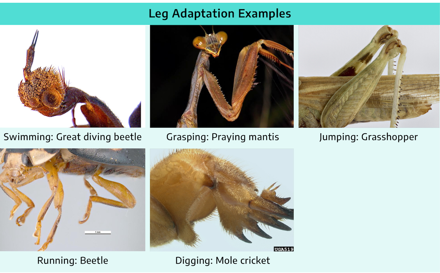 Five photographs showing leg adaptations on different insects. First is a great diving beetle with legs for swimming; short and feathery with a "hairy" node on the joining with the small spindly feet following this. Next is a praying mantis with legs for grasping; long, hooked angular legs with long spindly "claws". Next is grasshopper with legs for jumping; a thick section with a 30 degree angle into a skinnier part of the leg. Next is a beetle with legs for running; many short legs with small angular bending and small hooked feet. Last is a mole cricket for digging; short wide legs that end in thick claws.