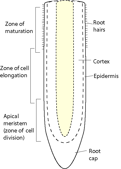 A part of a root tip shaped as an elongated cylinder that comes to a rounded point at the tip. Within the root there are three sections, the inner section, the cortex, and the outer section which is the epidermis. Along the top of the root is the zone of maturation containing root hairs. After this section is the zone of cell elongation, following this is the apical meristem (zone of cell division). At the rounded point of the root is the root cap.