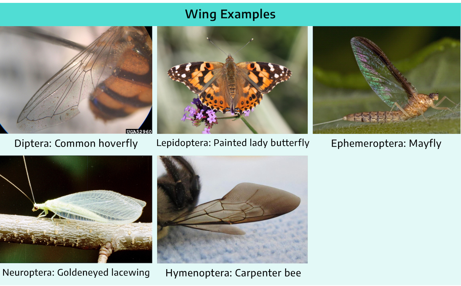 Five photographs of wing examples on different insects. First is a common hoverfly, very small in size, showing the diptera wings; long as the body, thin, see through. Next is a painted lady butterfly showing the lepidoptera; wide patterned wings good for slow flying. Next is the mayfly showing the ephemeroptera wings; long, thin, wide at the bottom into a rounded tip, iridescent wings. Next is the goldeneyed lacewing showing neuroptera wings; almost three times as large as the insect itself, white translucent, wide and round. Last is the carpenter bee showing the hymenoptera wing; small, darker colored translucent wings, about the size of the insect.
