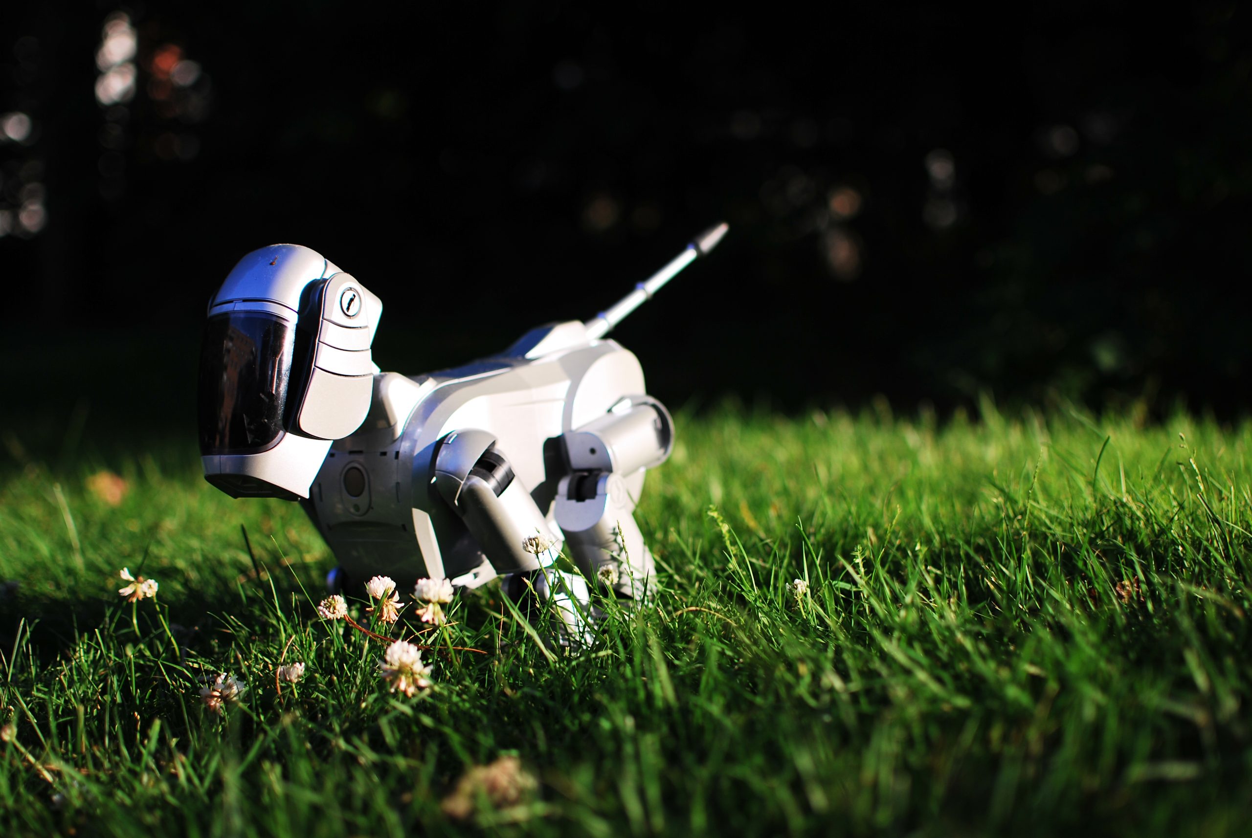A close up photograph of an Aibo running in the grass. It is an approximately one foot tall robot dog, viewed from the side. The face is a black screen. The rest of the body is white.