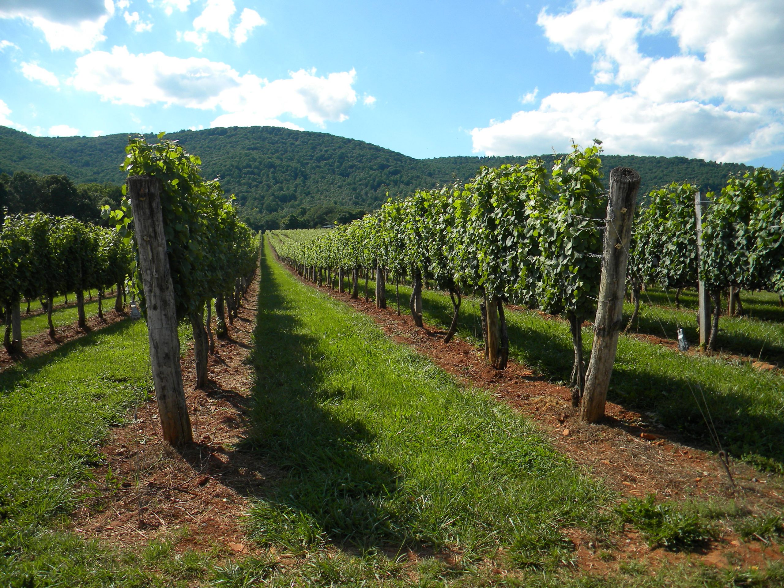 Photo of hundreds of grape vines in perfect rows. Mountains in the background.