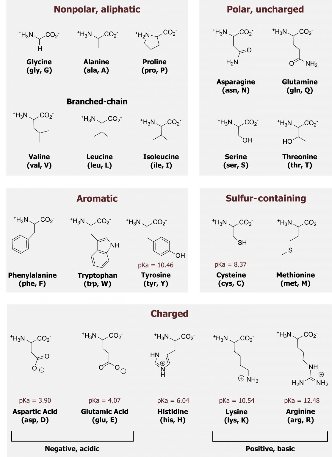 Biochemistry Basics – Cell Biology, Genetics, and Biochemistry for Pre ...