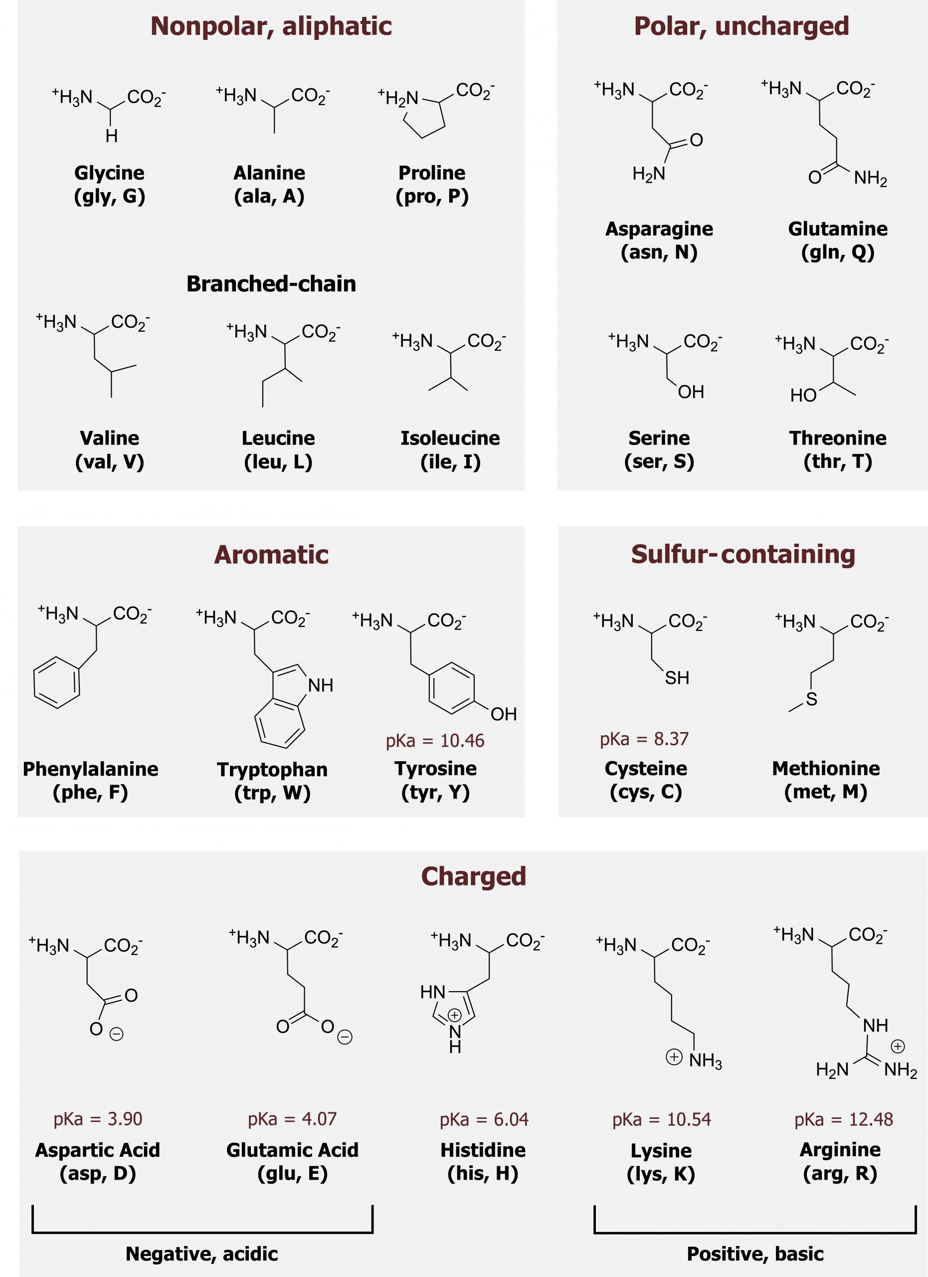 Biochemistry Basics – Cell Biology, Genetics, and Biochemistry for Pre ...