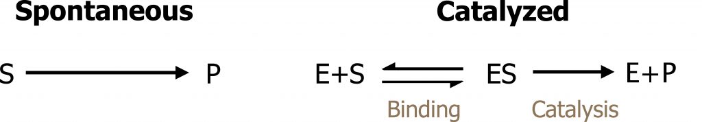 Spontaneous: S right arrow P. Catalyzed: E+S bidirectional arrows binding to ES right arrow catalysis to E+P.