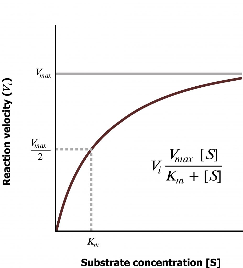 X-axis substrate concentration and Y-axis reaction velocity. The line is a rectangular hyperbola and flattens at the maximum velocity. The equation is Vi of the fraction with numerator Vmax multiplied by [S] and denominator Km + [S]