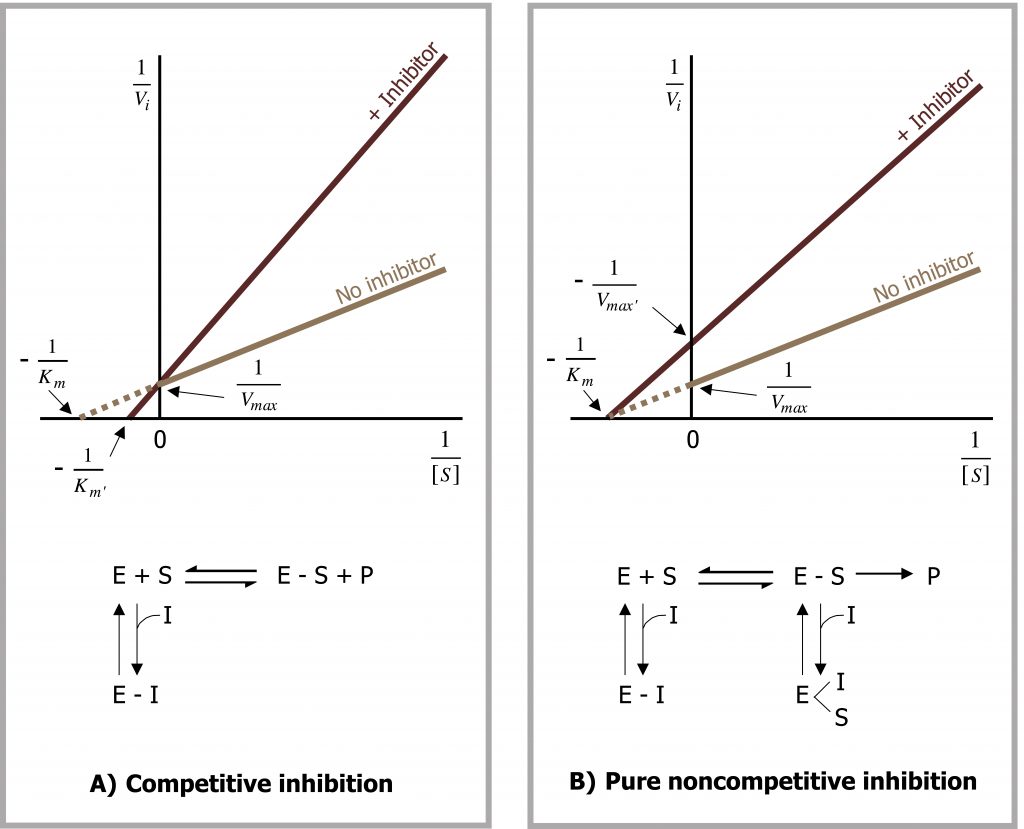 (A) Competitive Inhibition; Graph: X-axis 1 divided by [S] and y-axis 1 divided by Vi. There is a line for no inhibitor and for with inhibitor. The with inhibitor line has a greater x-intercept value and the lines intersect at the y-intercept. Equation: E I complex bidirectional arrow to E+S bidirectional arrow to E S complex + P. Arrow returning to E I complex adds I. (B) Pure Noncompetitive inhibition; Graph: The same axes and no inhibitor line of graph a. The plus inhibitor line has a greater y-intercept value and the lines intersect at the x-intercept at a negative value. Equation: E I complex bidirectional arrow to E+S bidirectional arrow to E S complex. E S complex right arrow P. E S complex bidirectional arrow to E with either I or S. Arrow returning to E I complex and E with either I or S adds I.
