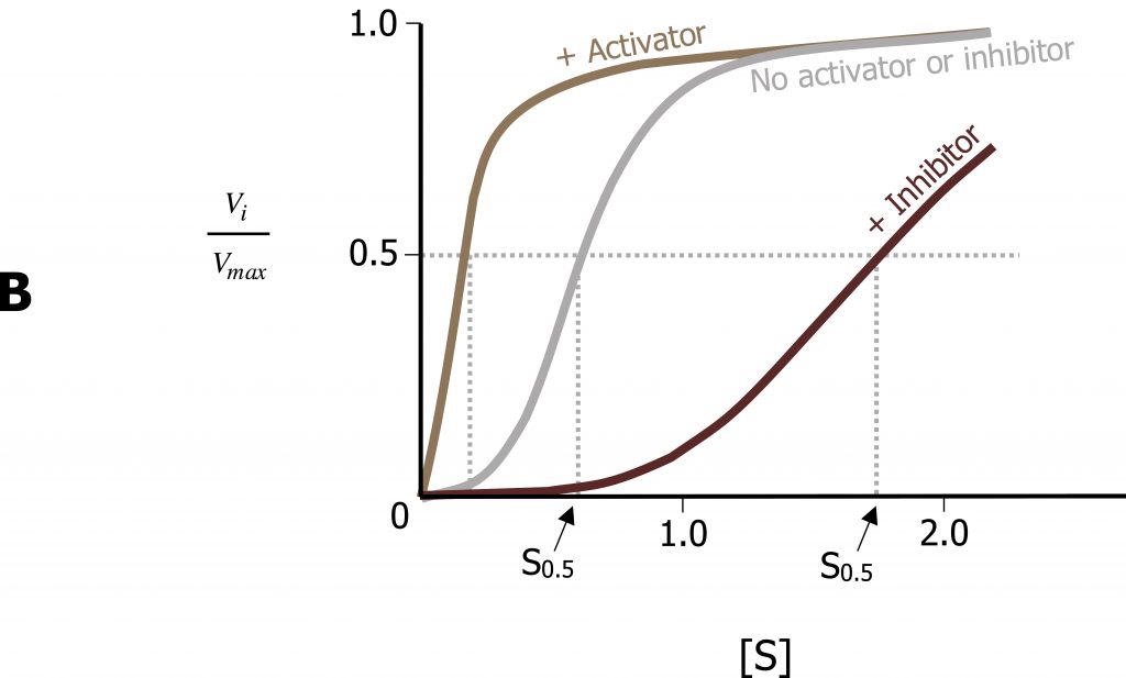 (b) X-axis substrate concentration and y-axis Vi divided by Vmax. No activator or inhibitor is a sigmoidal curve in the middle with a larger sigmoidal curve +activator. A smaller parabolic curve is + inhibitor