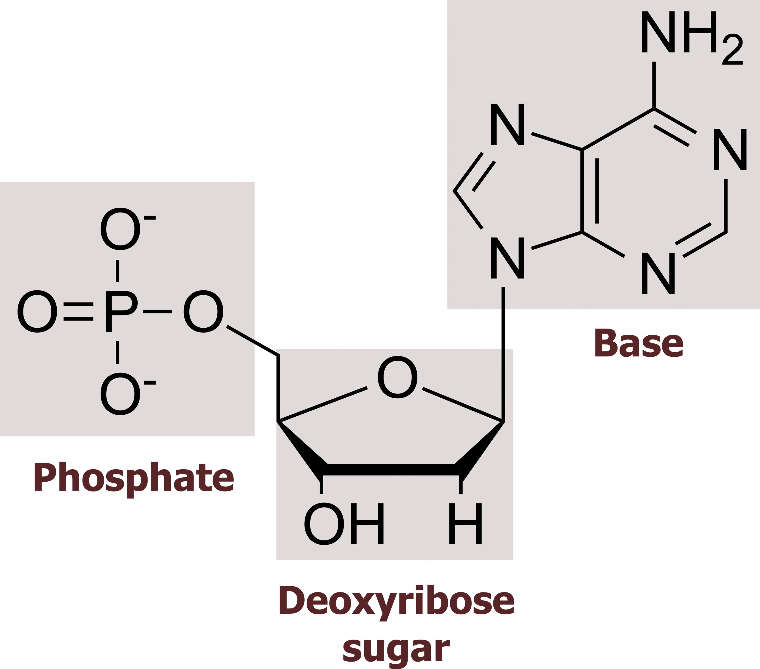 Deoxyribose sugar: Pentagon shaped 5-carbon sugar with oxygen at top, 1’ bond to base, 2’ bond to H, 3’ bond to OH, 4’ bond to phosphate group. Phosphate group: Central phosphorus atom double bonded to O, single bonded to 2 O’s, and single bonded to O bonded to deoxyribose sugar. Bases described in figure 7.5.