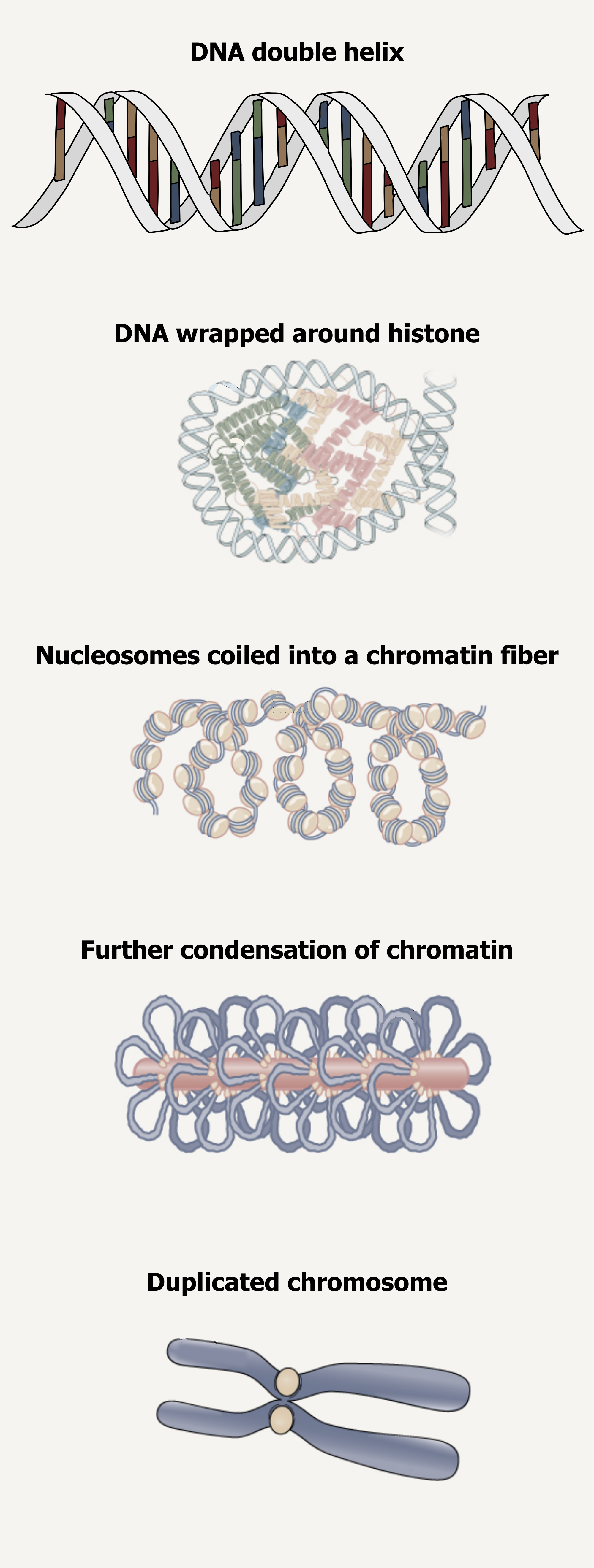 DNA double helix: described in figure 10.3. DNA wrapped around histone: A DNA double helix wrapped around four types of core histones shown as different colors. Nucleosomes coiled into a chromatin fiber: The nucleosomes are arranged in a zig-zag pattern and form a two-start helix shape. Further condensation of chromatin: Central matrix depicted as a long cylinder with loops in a miniband shape. Duplicated chromosome: Paired linear chromosomes that are connected in an elongated X shape with two circles representing the centromere at the connection point.