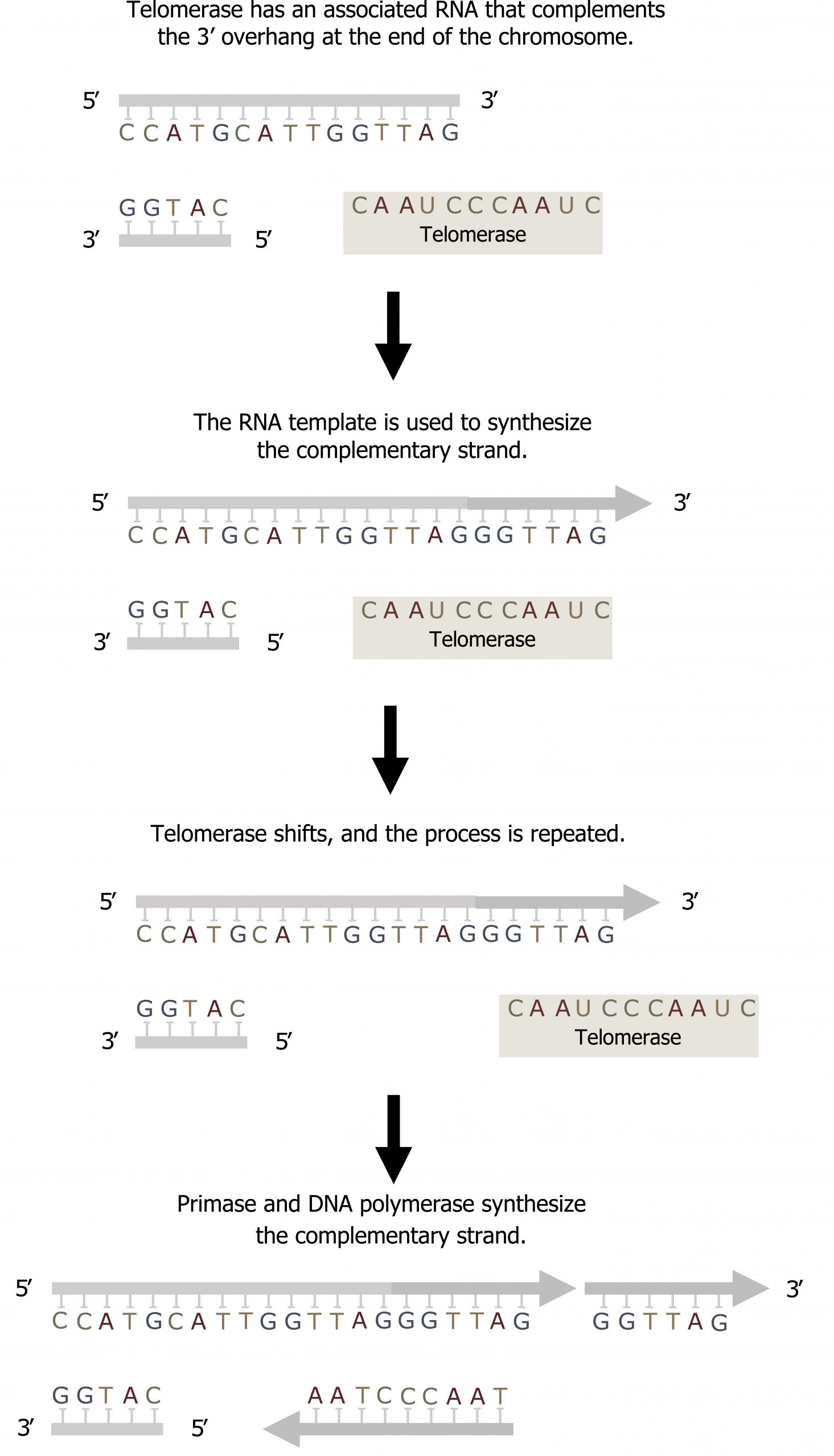 5’ to 3’ top strand with 3’ to 5’ bottom strand half as long. Telomerase has an associated RNA that complements the 3’ overhang at the end of the chromosome. The RNA template is used to synthesize the complementary strand. Additional bases are added to the 3’ end of the top strand. Telomerase shifts, and the process is repeated. Primase and DNA polymerase synthesize the complementary strand to the new bases.