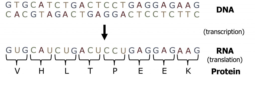 Transcription and Translation – Cell Biology, Genetics, and ...