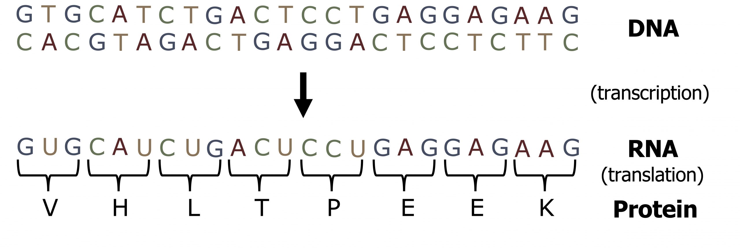 DNA top line: GTGCATCTGACTCCTGAGGAGAAG. DNA bottom line: CACGTAGACTGAGGACTCCTCTTC. Arrow with text transcription to RNA GUGCAUCUGACUCCUGAGGAGAAG. Translation to protein sequence VHLTPEEK.