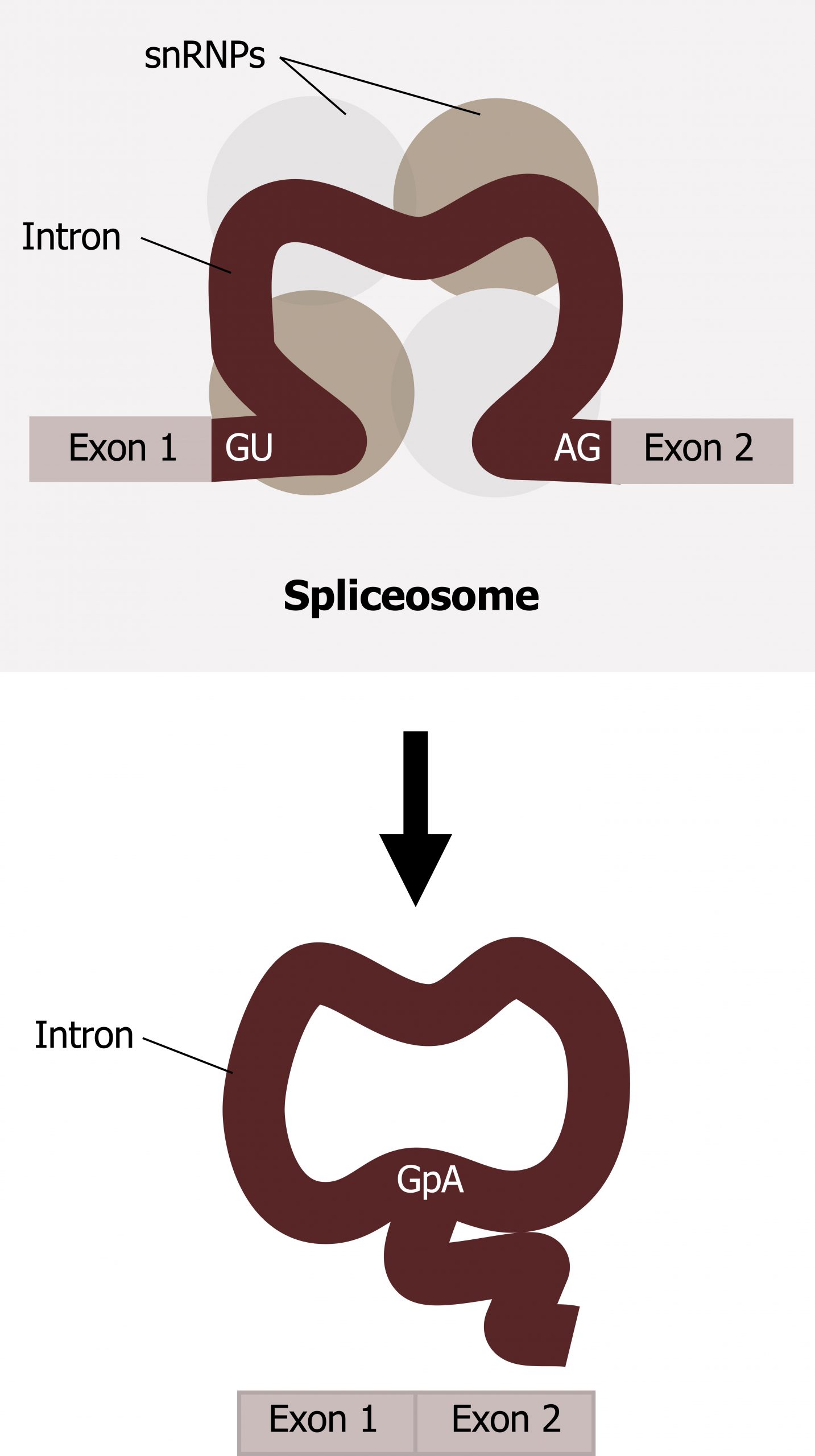 The spliceosome consists of exon 1, intron, exon 2. There are 3 bound snRNPs to the intron causing it to fold upwards into a half circle. Arrow to the intron removed and connected in a circular shape. Exons 1 and 2 are connected linearly.