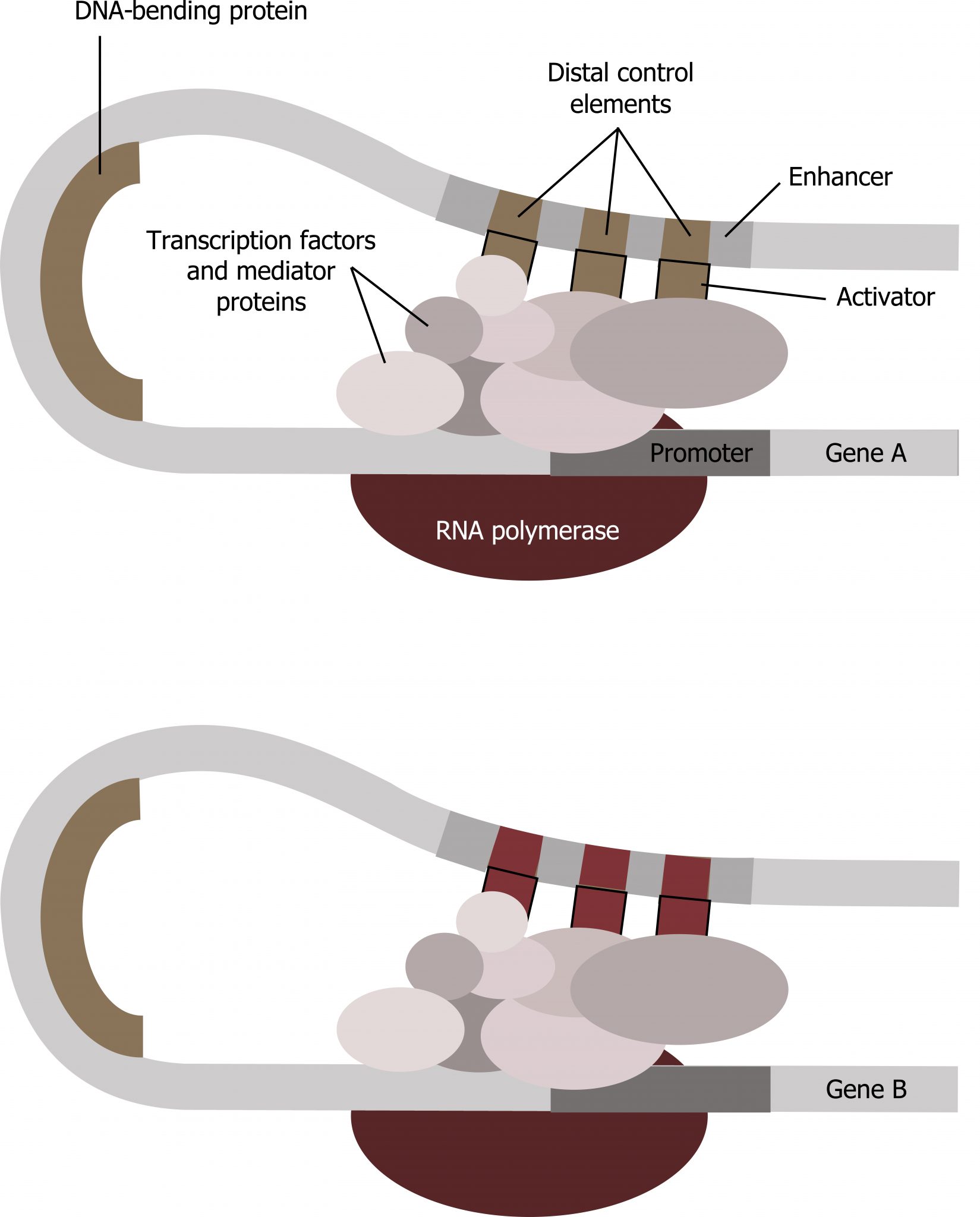 Gene Regulation and the Cell Cycle – Cell Biology, Genetics, and ...