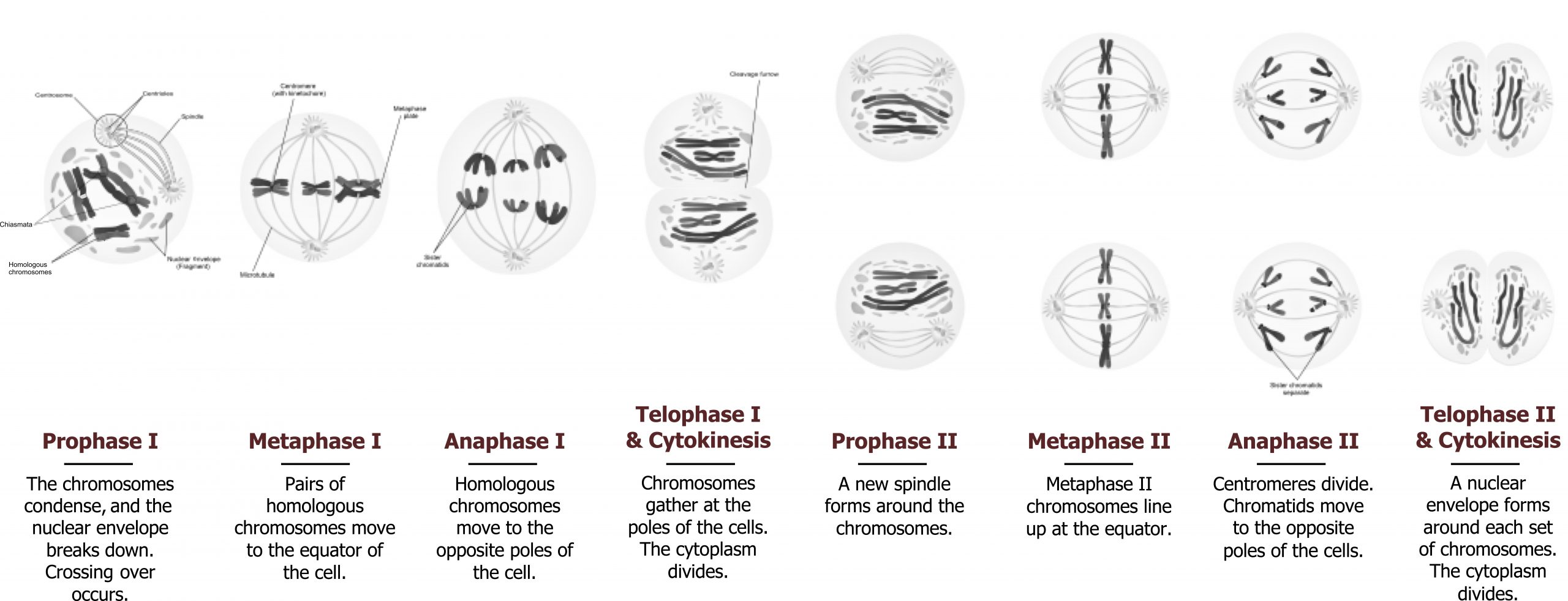 Prophase I: The chromosomes condense, and the nuclear envelope breaks down. Crossing over occurs. Metaphase I: Pairs of homologous chromosomes move to the equator of the cell. Anaphase I: Homologous chromosomes move to the opposite poles of the cell. Telophase I & Cytokinesis: Chromosomes gather at the poles of the cells. The cytoplasm divides. Prophase II: A new spindle forms around the chromosomes. Metaphase II: Chromosomes line up at the equator. Anaphase II: Centromeres divide. Chromatids move to the opposite poles of the cells. Telophase II & Cytokinesis: A nuclear envelope forms around each set of chromosomes. The cytoplasm divides.