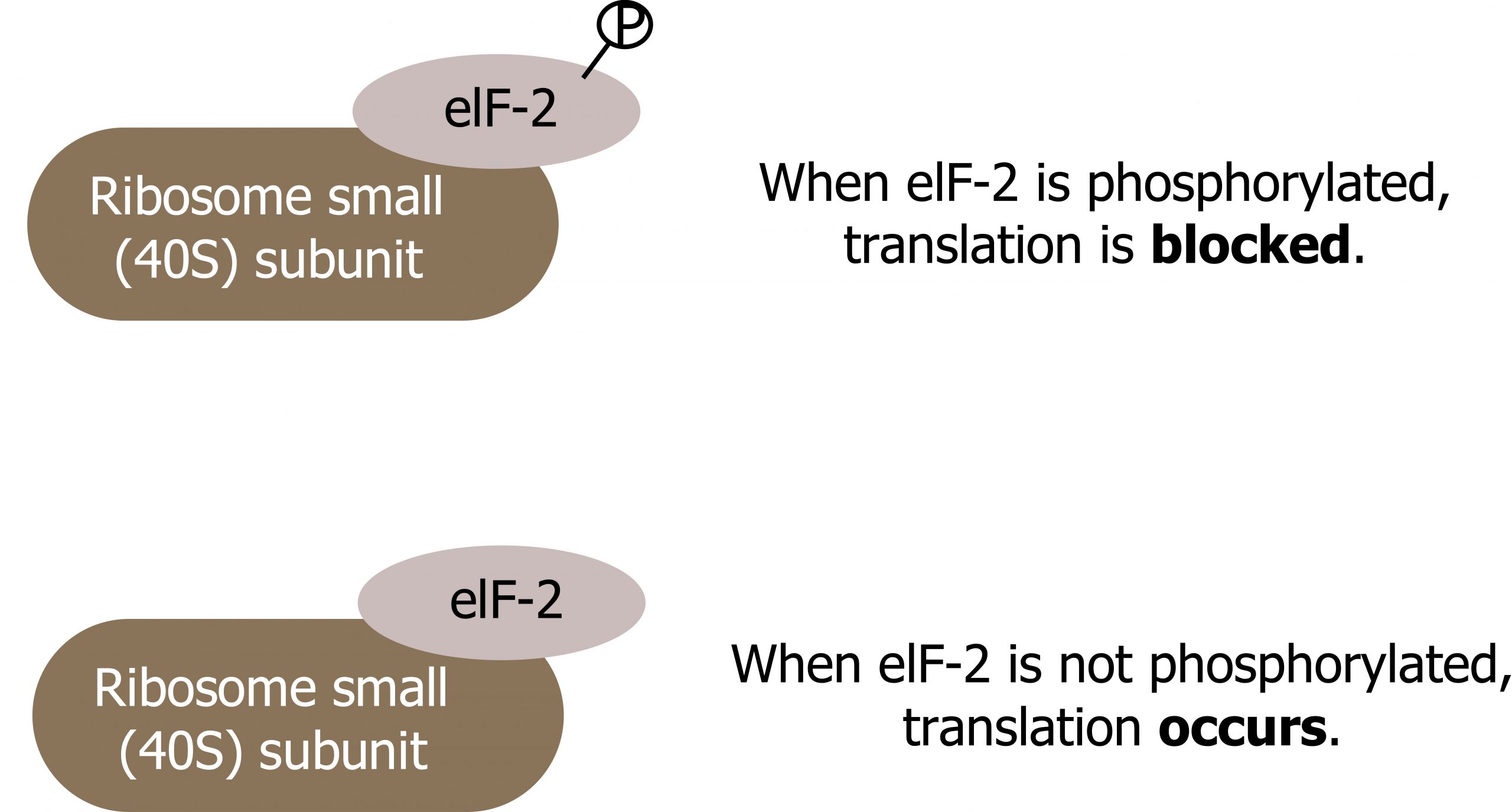 When eIF-2 is phosphorylated, translation is blocked. When eIF-2 is not phosphorylated, translation occurs.