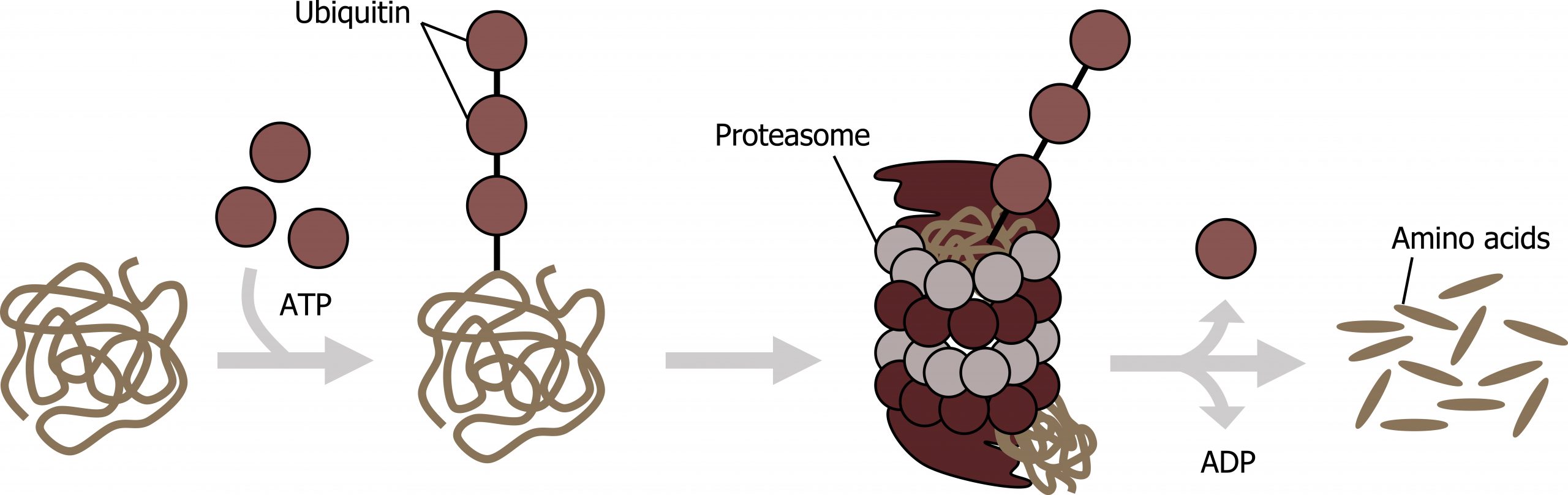 Protein arrow with ATP addition to protein with bound ubiquitin arrow to proteasome wrapped around protein with bound ubiquitin arrow with loss of ADP and ubiquitin to multiple free amino acids.