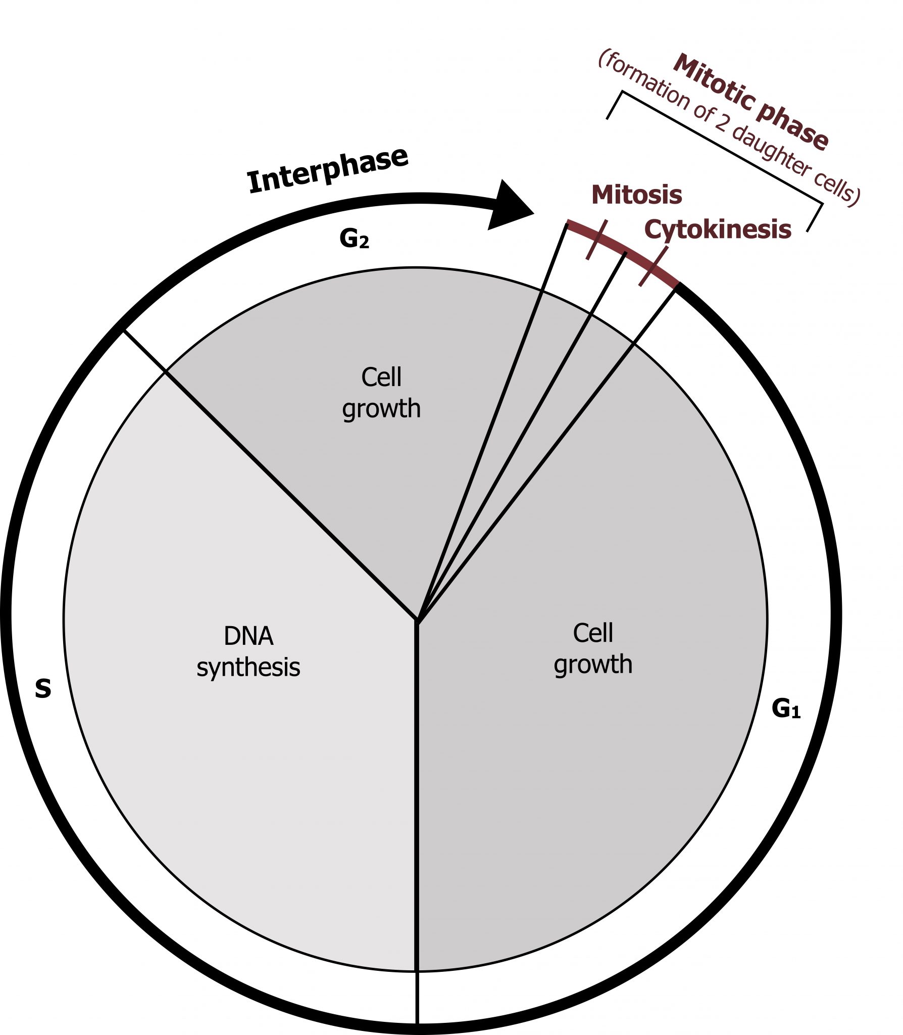 Gene Regulation and the Cell Cycle – Cell Biology, Genetics, and ...