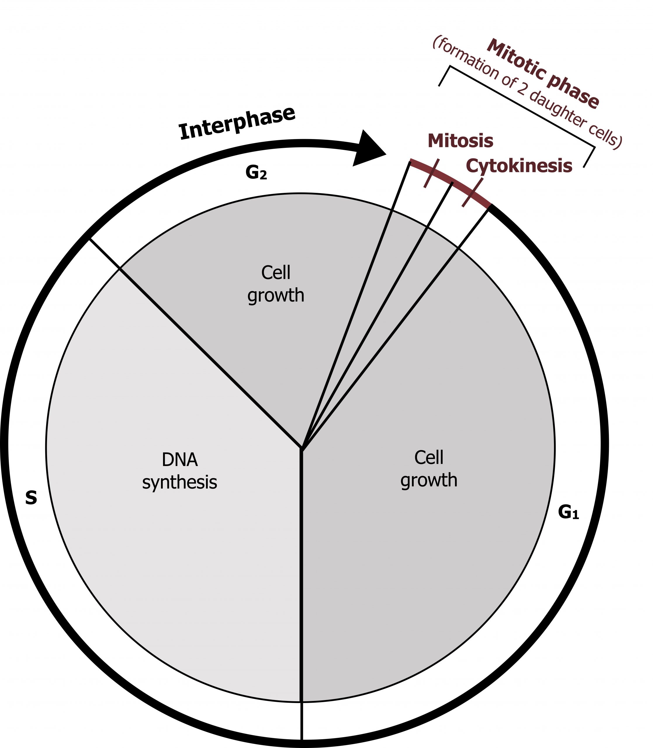 Cell cycle depicted in circular diagram starting with mitosis and cytokinesis which compose the mitotic phase (formation of 2 daughter cells). Next is G1 or cell growth, then S or DNA synthesis, then G2 or cell growth. G1, S, and G2 compose interphase.