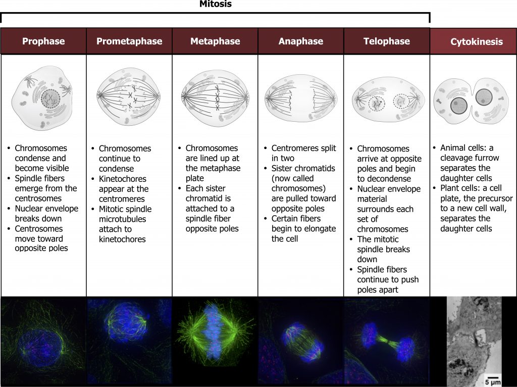 Gene Regulation and the Cell Cycle – Cell Biology, Genetics, and ...