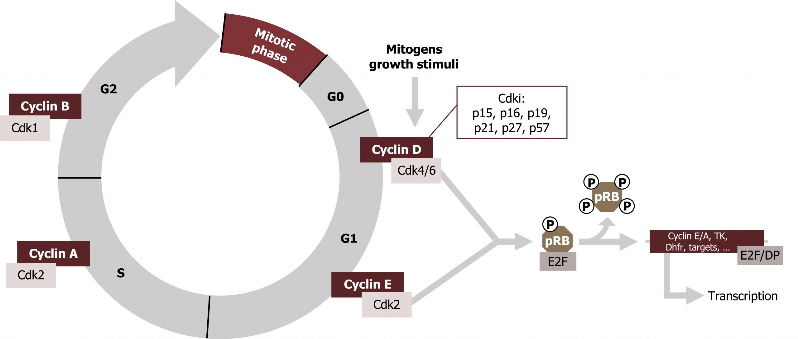 Circular diagram beginning with mitotic phase, G0, G1 with bound Cyclin D-Cdk4/6 and Cyclin E-Cdk2, S with bound Cyclin A-Cdk2, G2 with bound Cyclin B-Cdk1. Cyclin D labeled mitogens growth stimuli with text box Cdki: p15, p16, p19, p21, p27, p57. Cyclin D and Cyclin E arrow E2F with bound phosphorylated pRB arrow with phosphorylated pRB leaving to text box Cyclin E/A, TK, Dhfr, targets,... bound with E2F/DP arrow to transcription.