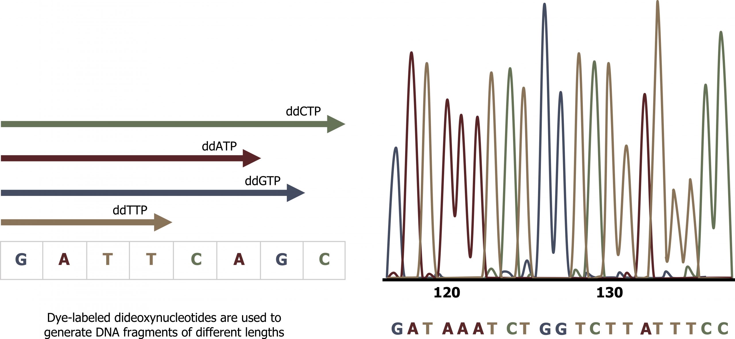 Dye-labeled dideoxynucleotides are used to generate DNA fragments of different lengths. DNA sequence GATTCAGC with yellow arrow labeled ddTTP above second T, blue arrow labeled ddGTP above second G, red arrow labeled ddATP above second A, green arrow labeled ddCTP above second C. Graph with colored peaks correlating to the previously described color scheme to correspond to DNA sequence GATAAATCTGGTCTTATTTCC.