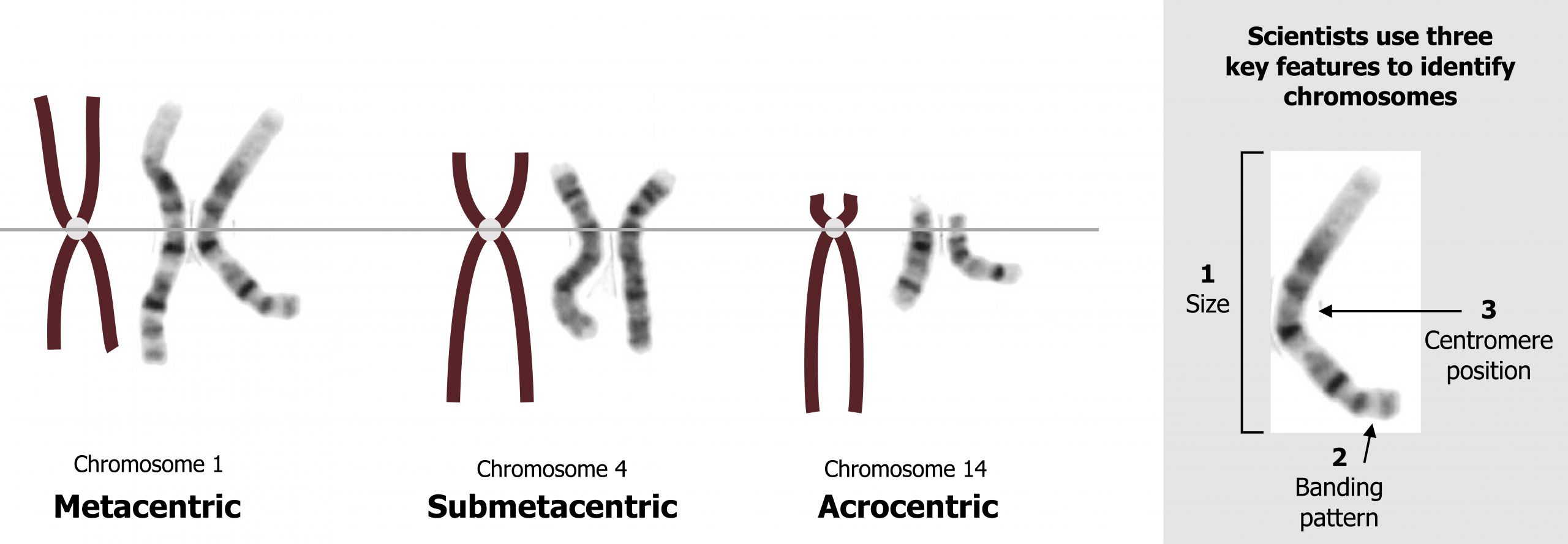 Metacentric: The centromere is in the middle. Submetacentric: The centromere is off center. Acrocentric: The centromere is near the end. Scientists use three key features to identify chromosomes. 1. Size 2. Banding pattern 3. Centromere position