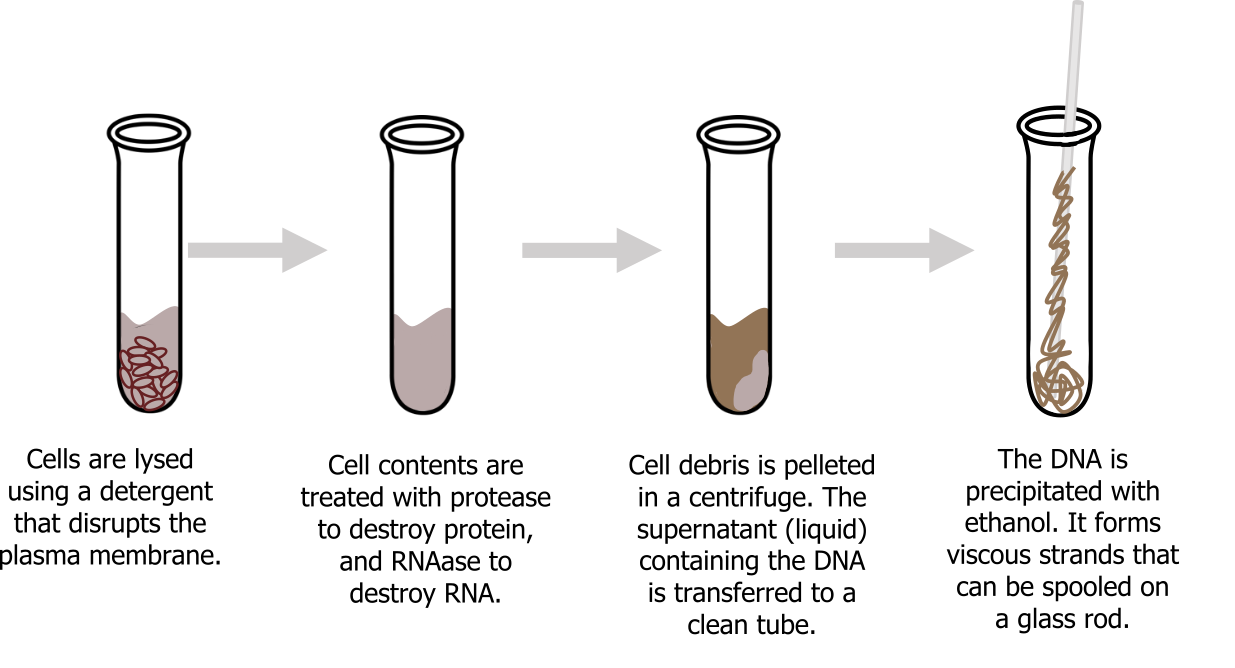 1. Cells are lysed using a detergent that disrupts the plasma membrane. 2. Cell contents are treated with protease to destroy protein and RNAase to destroy RNA. 3. Cell debris is pelleted in a centrifuge. The supernatant (liquid) containing the DNA is transferred to a clean tube. 4. The DNA is precipitated with ethanol. It forms viscous strands that can be spooled on a glass rod.