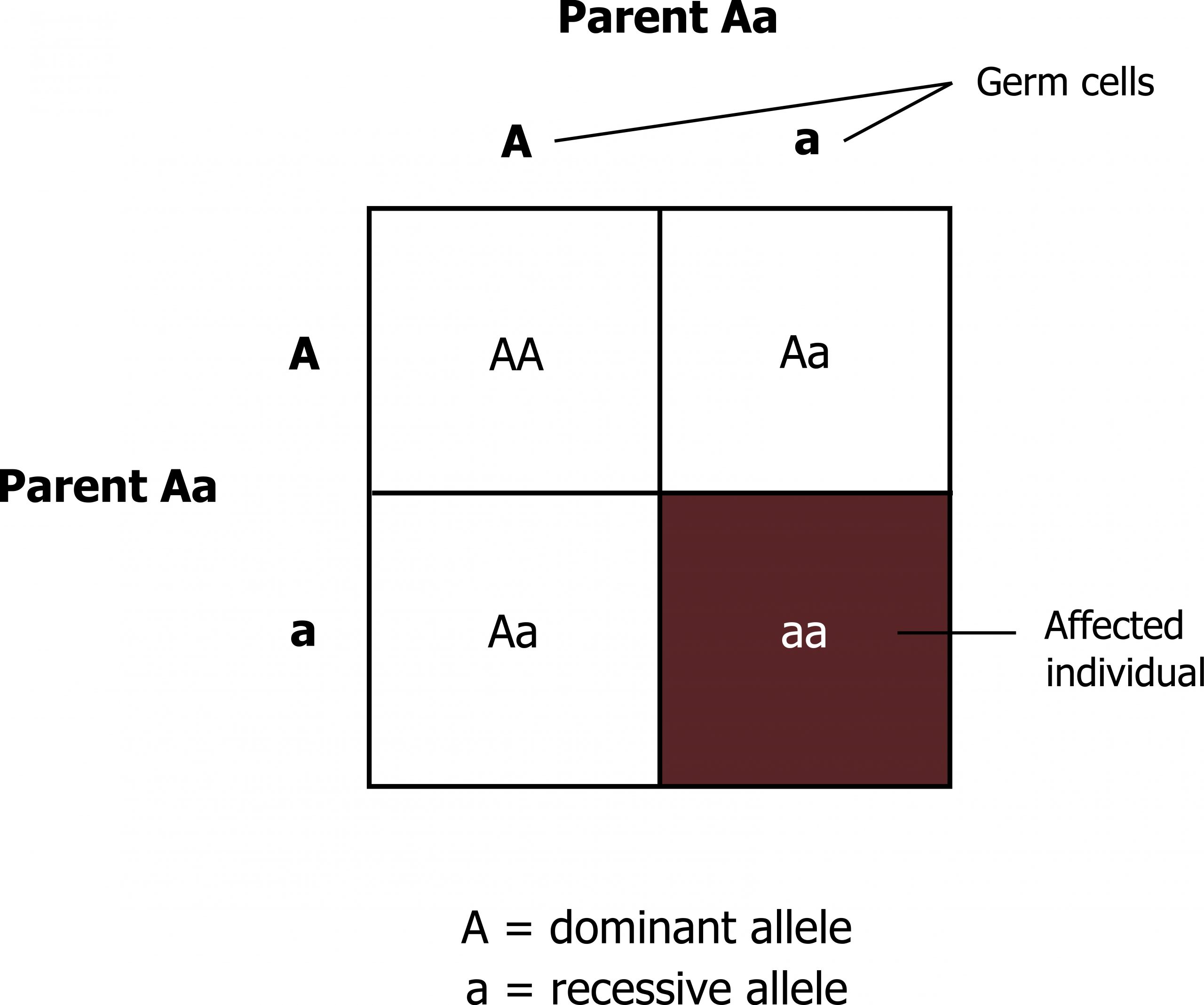 4 squares with A representing a dominant allele and a representing a recessive allele. The top is Parent Aa and the left is Parent Aa. The alleles are germ cells. Box top row: AA and Aa. Box Bottom row: Aa and aa. The affected individual has aa.