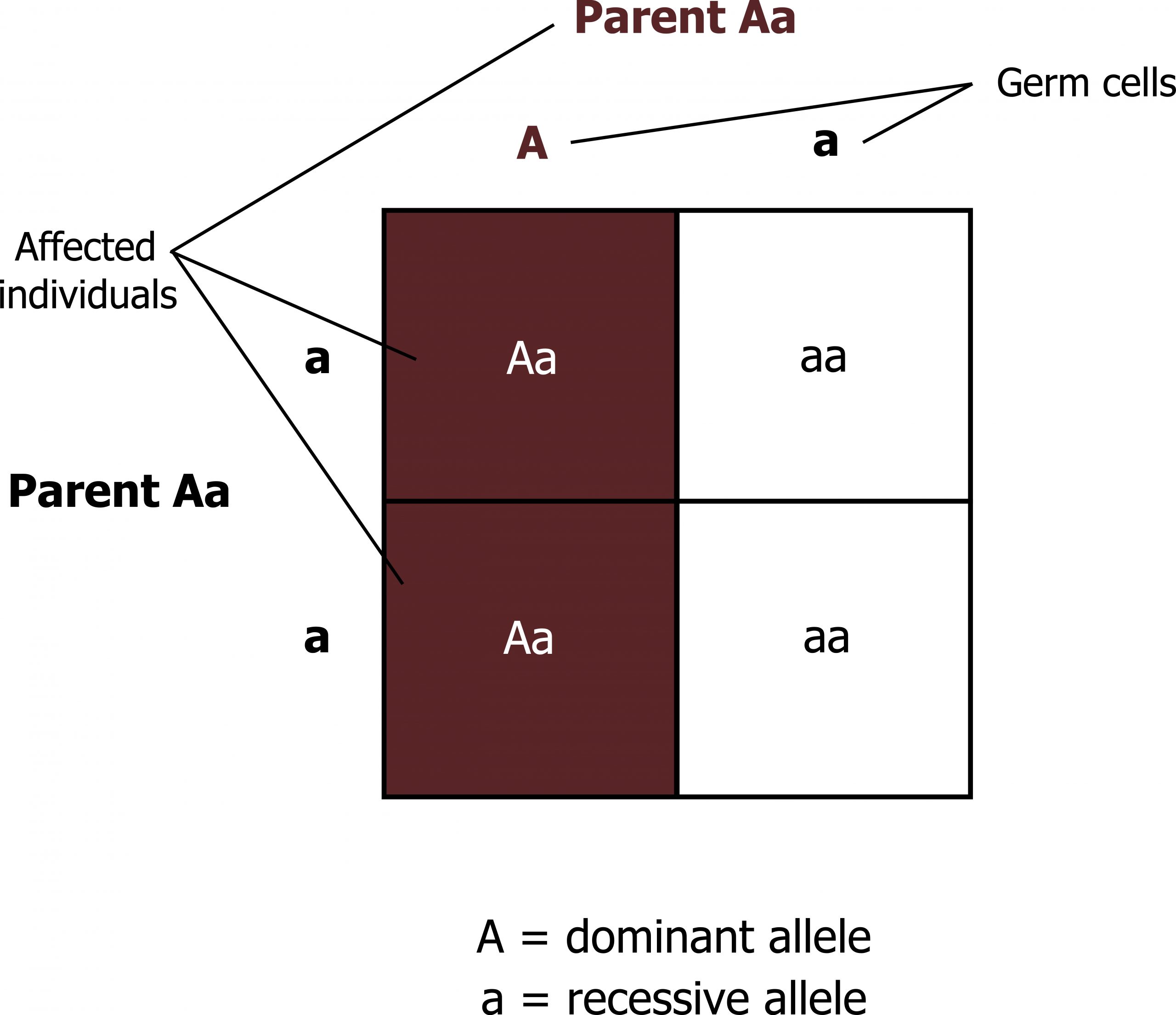 Punnett square with top parent Aa and left parent Aa. A and a are germ cells. Box top row: Aa and aa. Box bottom row: Aa and aa. Those with Aa are affected individuals.