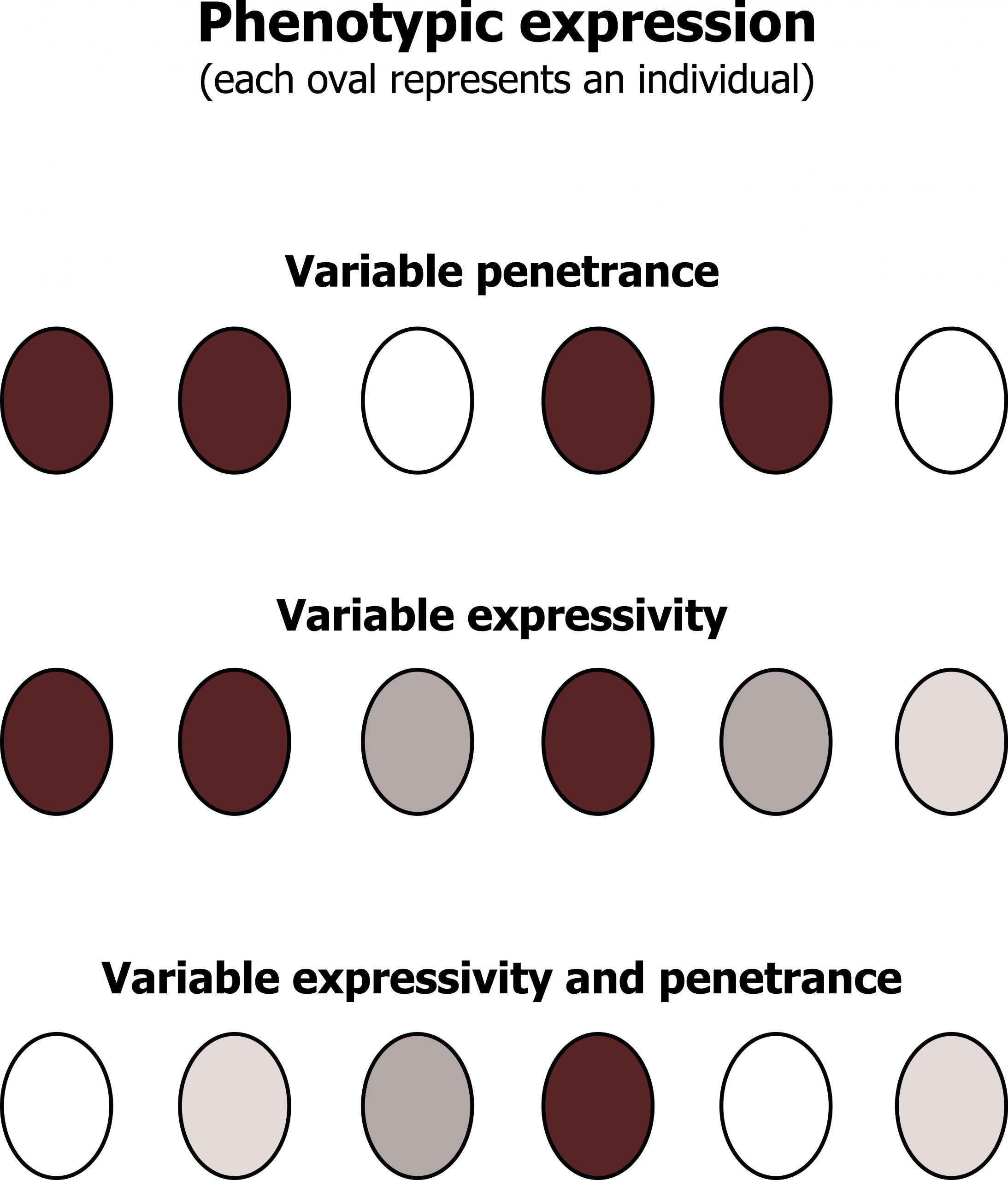 Phenotypic expression (each oval represents an individual). Variable penetrance: 4 purple, 2 white. Variable expressivity: 3 purple, 1 pink, 2 Grey. Variable expressivity and penetrance: 1 purple, 2 white, 2 pink, 1 Grey.