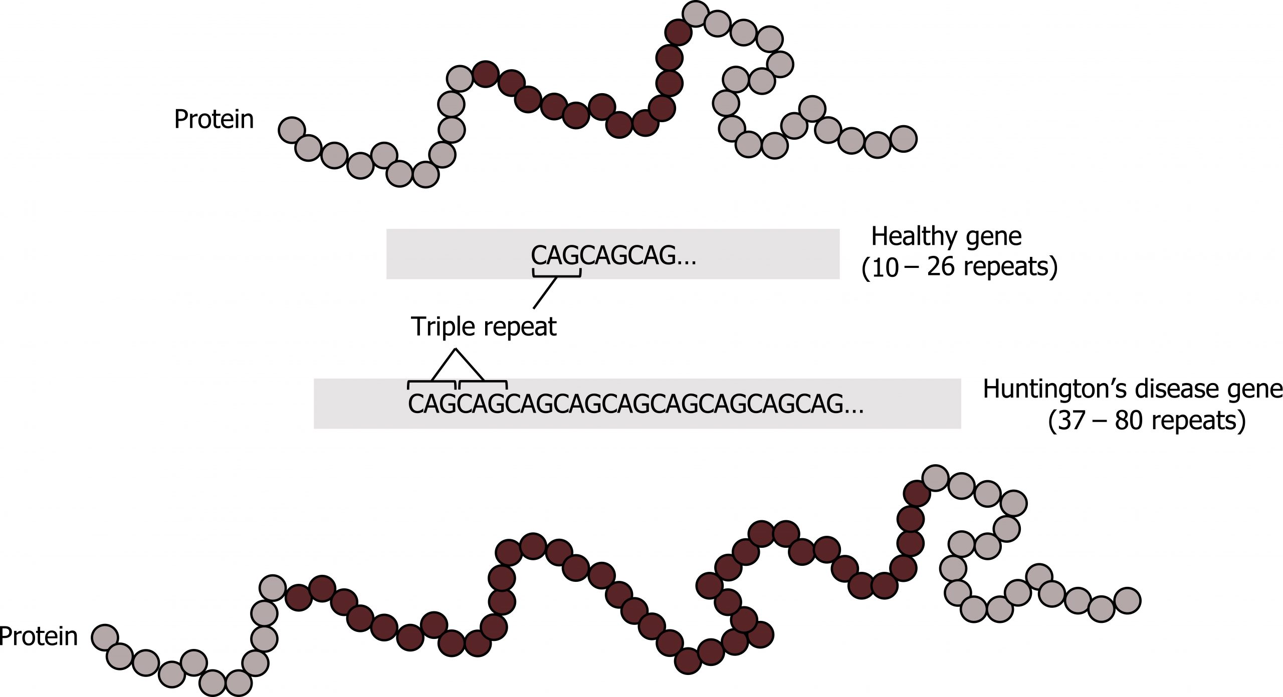 Protein with the healthy gene (10-26 repeats) of CAG. Protein with Huntington’s disease gene (37-80 repeats) of CAG.