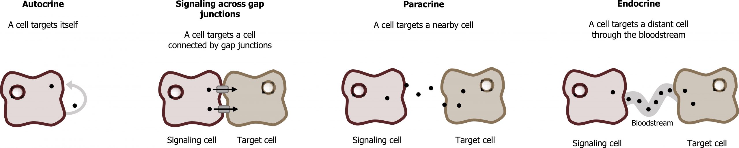 Autorcine: A cell targets itself. Signaling across gap junctions: A cell targets a cell connected by gap junctions. Paracrine: A cell targets a nearby cell. Endocrine: A cell targets a distant cell through the bloodstream.